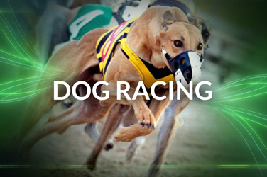 Dog racing (VirtualGeneration)